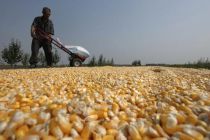 A farmer dries the corn grains in Shenyang, Northeast of China's ...