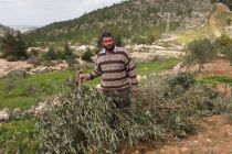 palestine-olive-tree-farmer-near-bethlehem