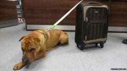 pet-dog-abandoned-at-train-station-with-suitcase-of-belongings