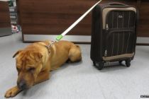 pet-dog-abandoned-at-train-station-with-suitcase-of-belongings