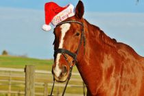 christmas-horse-pixabay-public-domain-no-attribution-necessary-https-pixabay-com-en-horse-christmas-santa-hat-funny-1036122