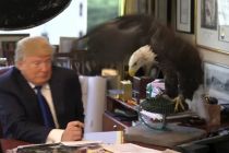 trump-attacked-by-bald-eagle