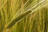barley-public-domain-no-attribution-necessary-https-pixabay-com-en-barley-field-barley-cereals-grain-8230