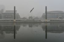 a-bird-flies-free-amid-the-smog-in-tianjin-china
