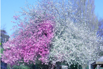 blossom-tree
