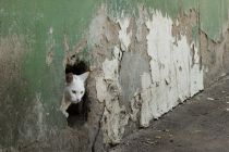 cat-in-the-hole-in-the-wall