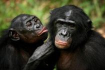 bonobo-apes-mans-closest-relative