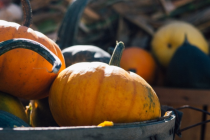 thanksgiving-pumpkins