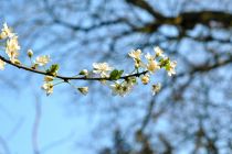 spring-blossom-at-kew-gardesn