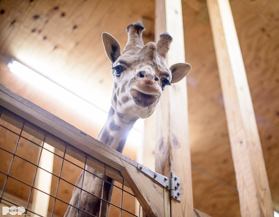 April The Giraffe Expected To Give Birth Soon As Appetite Improves And ...