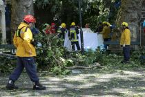 firefighters-cover-victims-of-a-tree-that-toppled-into-worshipping-crowds-during-a-religious-festival-in-funchal-portugal