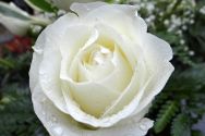 rose-hope-life-beauty-fragrant