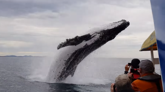 huge-whale-jumps-out-of-nowhere-during-sightseeing-tour